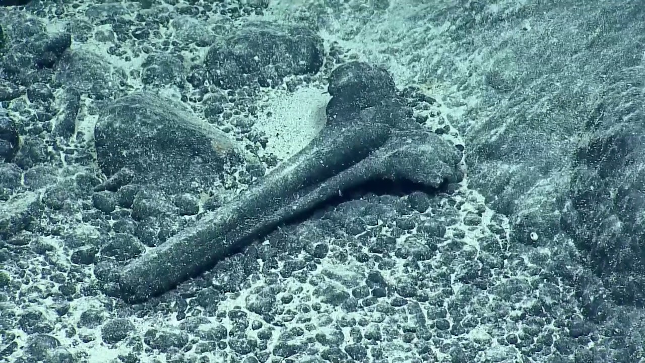 Ancient Beaked Whale Skull Found in Papahānaumokuākea Marine National Monument Nautilus Live​.jpg