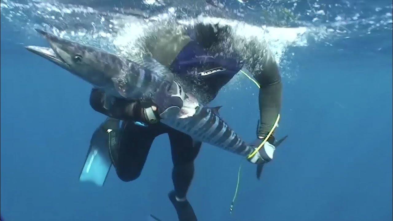 Bahamas wahoo and groupers on polespears- mini documentary.jpg