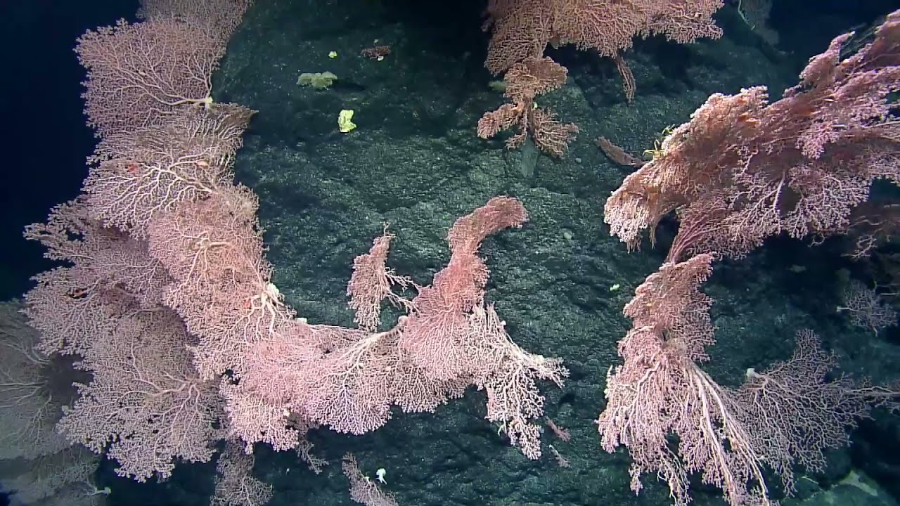 Colorful Corals from Luʻuaeaahikiikapapakū Nautilus Live​.jpg