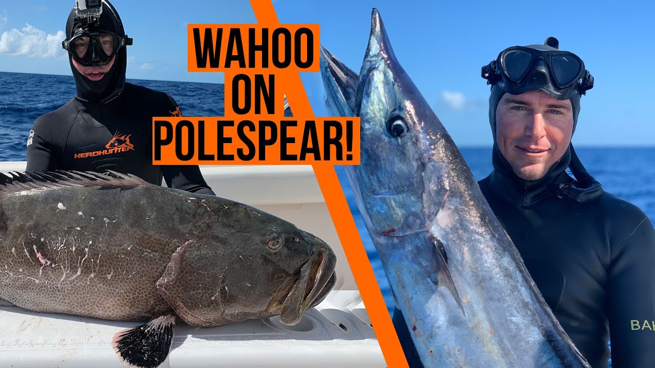 How We Shot a Wahoo and Big Grouper on a polespear.jpg