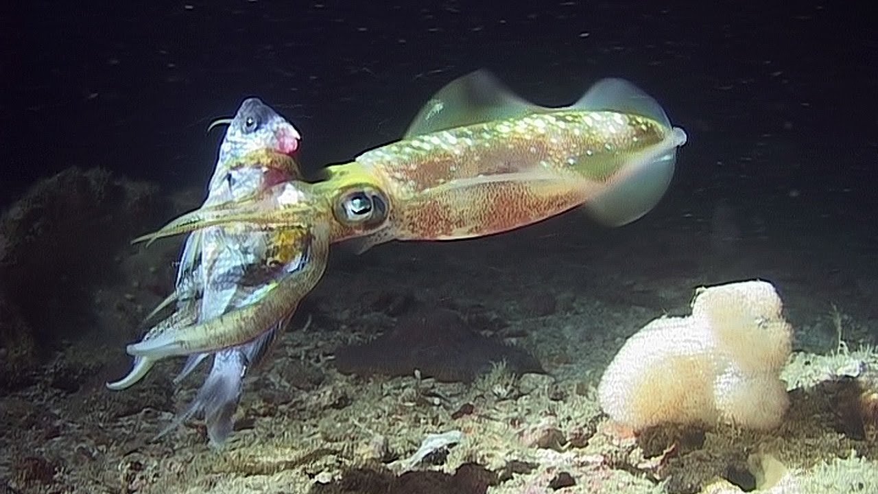 Night Dive - Reef Life of the Andaman - Part 26.jpg