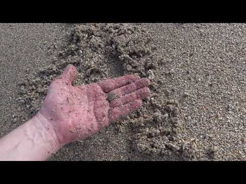 Playing with sand fleas in the surf - Have you joined the Coral Heads Community.jpg