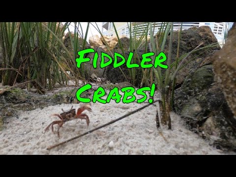 Playing with the Fiddler Crabs at Lyman Kayak Park in Lantana Florida.jpg