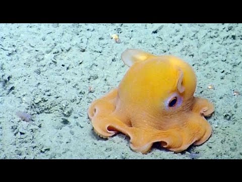 Shy Octopus Hides Inside Its Own Tentacles Nautilus Live.jpg