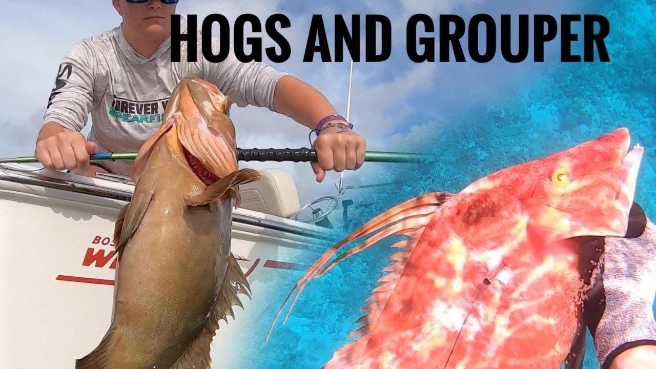 Spearfishing Bahamas Polespear Grouper Hogfish.jpg