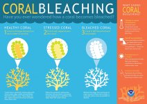 coralbleaching.jpg