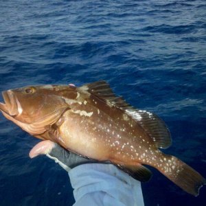 Grouper