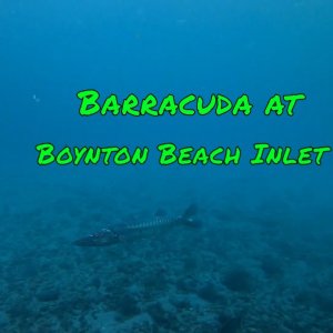 Barracuda at Boynton Beach Inlet - Dropped a GoPro in the inlet as the tide was coming in.