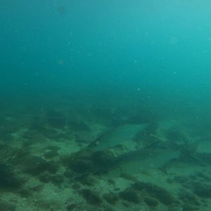 Tarpon in the Boynton Beach Inlet, Florida.