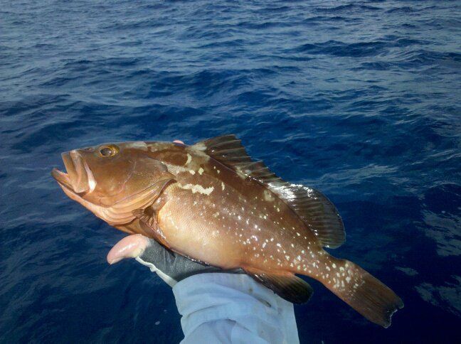 Grouper