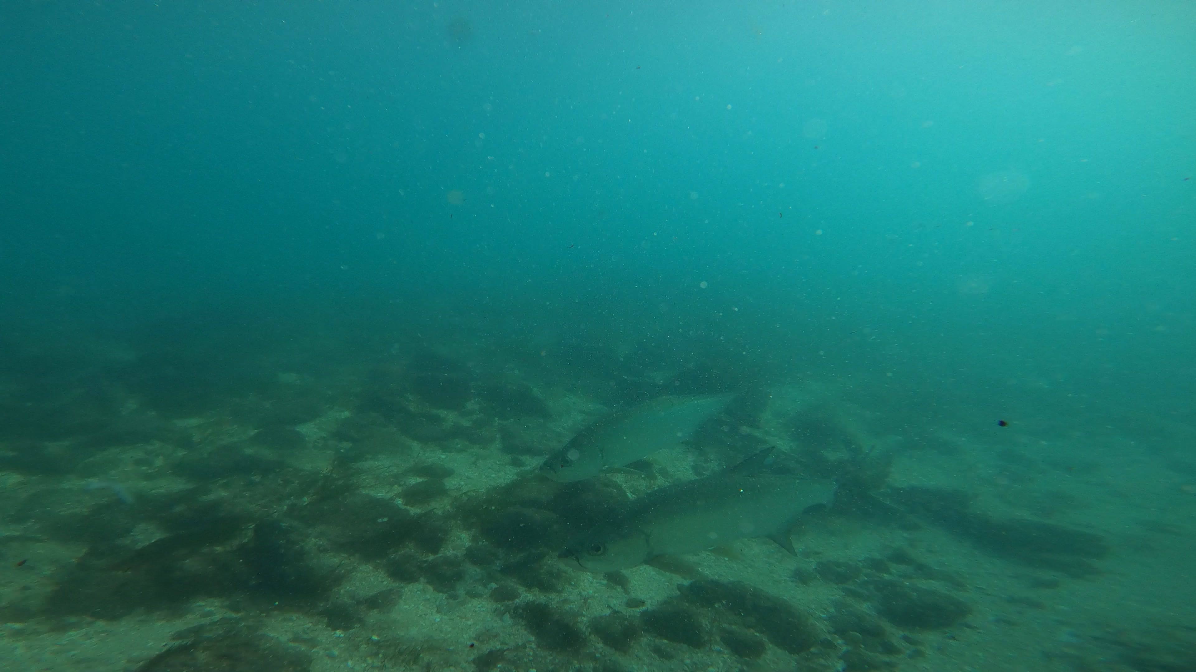 Tarpon in the Boynton Beach Inlet, Florida.