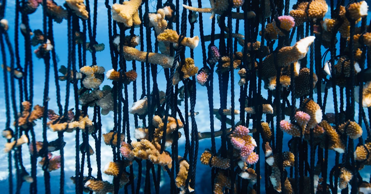 coralgardeners.org