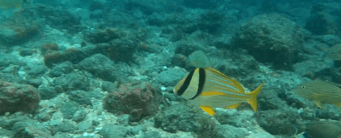 Boynton Beach Inlet – Underwater Video of a Few Fish