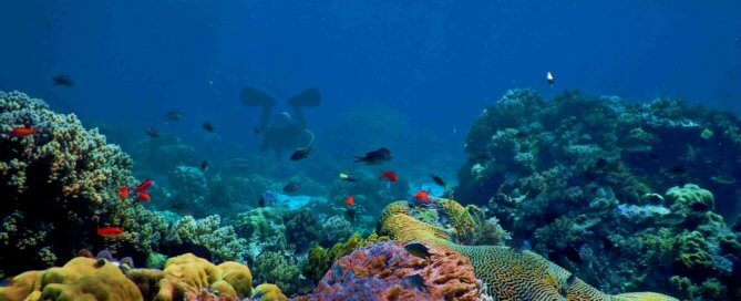 Dive into the Wonders of Coral Reefs: A Journey from Virtual Exploration to Manned Submersibles